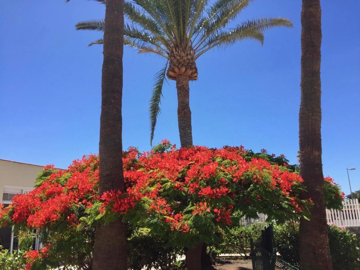 פלאייה דל אינגלז Bungalows Granada Beach מראה חיצוני תמונה